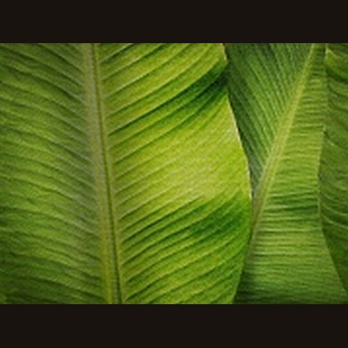 Фрески  Affresco Re 196