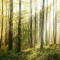 LS-ДЕРЕВЬЯ-01