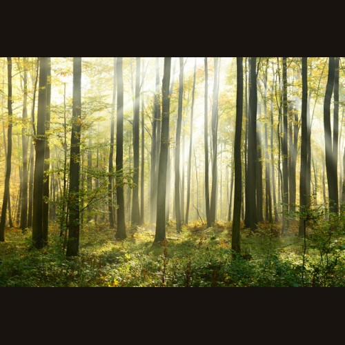 LS-ДЕРЕВЬЯ-01