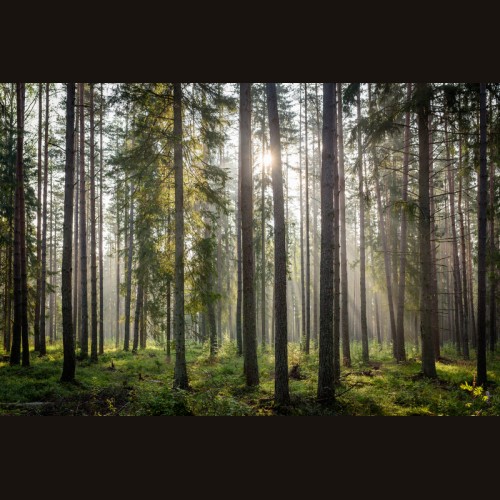 LS-ДЕРЕВЬЯ-02