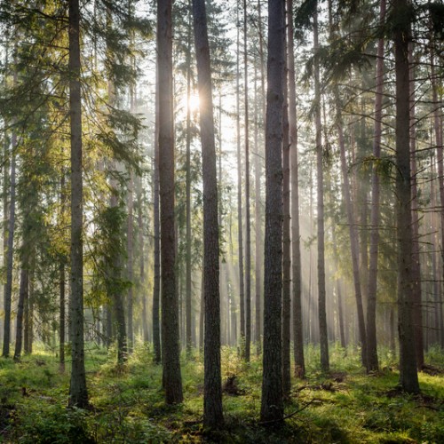 LS-ДЕРЕВЬЯ-02