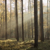 LS-ДЕРЕВЬЯ-03