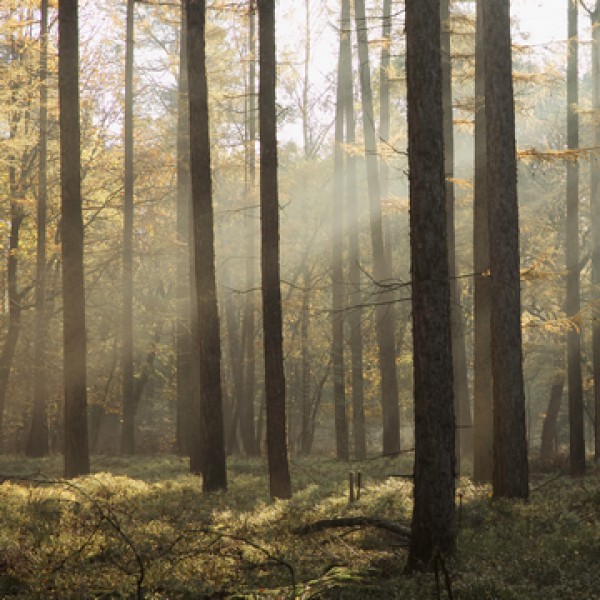 LS-ДЕРЕВЬЯ-03