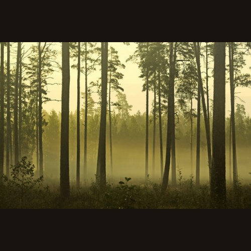 LS-ДЕРЕВЬЯ-04