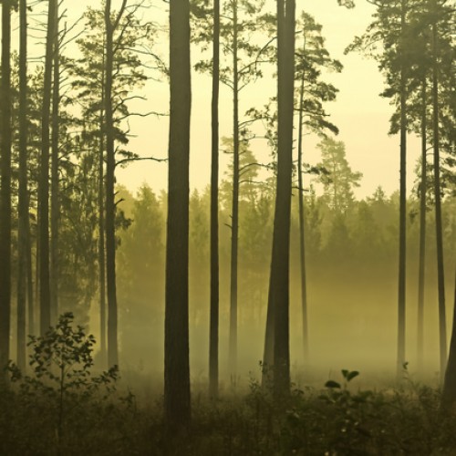 LS-ДЕРЕВЬЯ-04