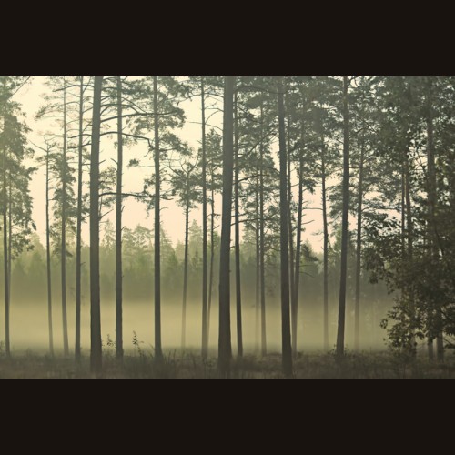 LS-ДЕРЕВЬЯ-05