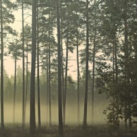 LS-ДЕРЕВЬЯ-05