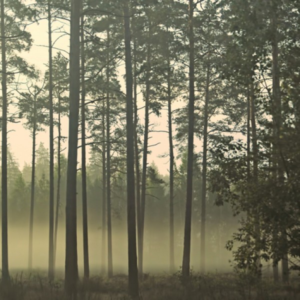 LS-ДЕРЕВЬЯ-05