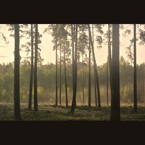 LS-ДЕРЕВЬЯ-07