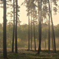 LS-ДЕРЕВЬЯ-07