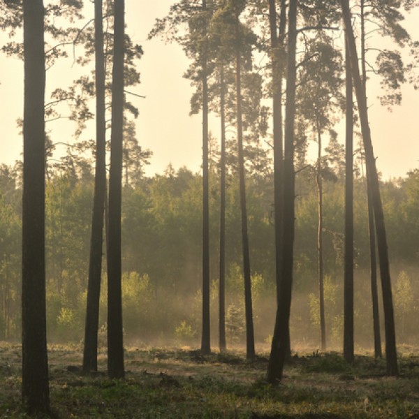 LS-ДЕРЕВЬЯ-07