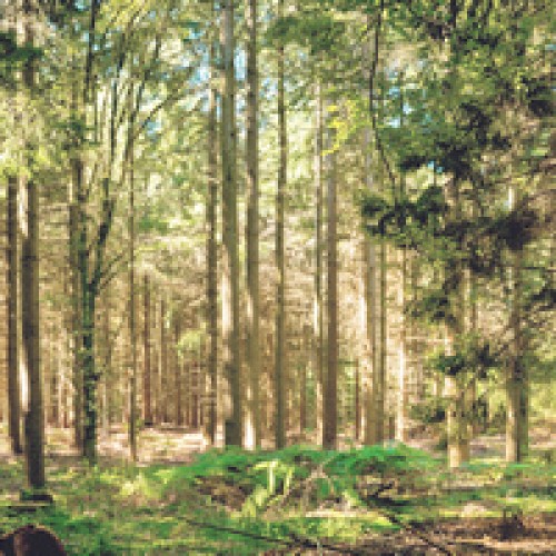 LS-ДЕРЕВЬЯ-08