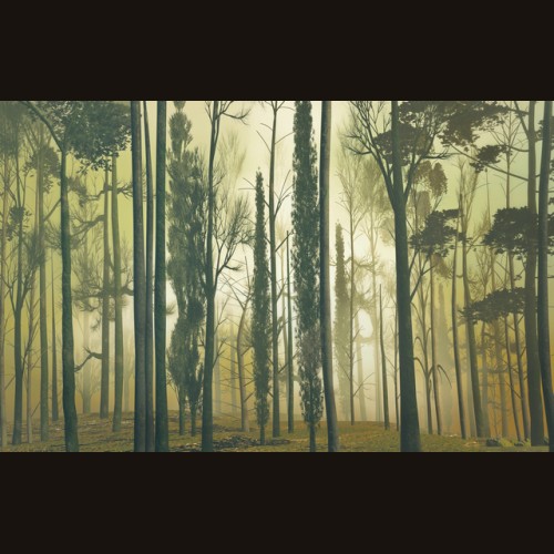 LS-ДЕРЕВЬЯ-09