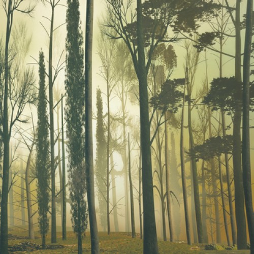 LS-ДЕРЕВЬЯ-09