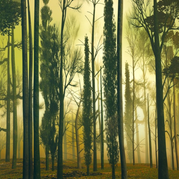 LS-ДЕРЕВЬЯ-10