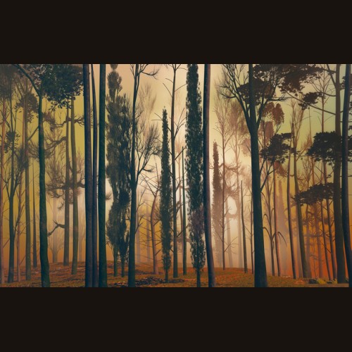 LS-ДЕРЕВЬЯ-11