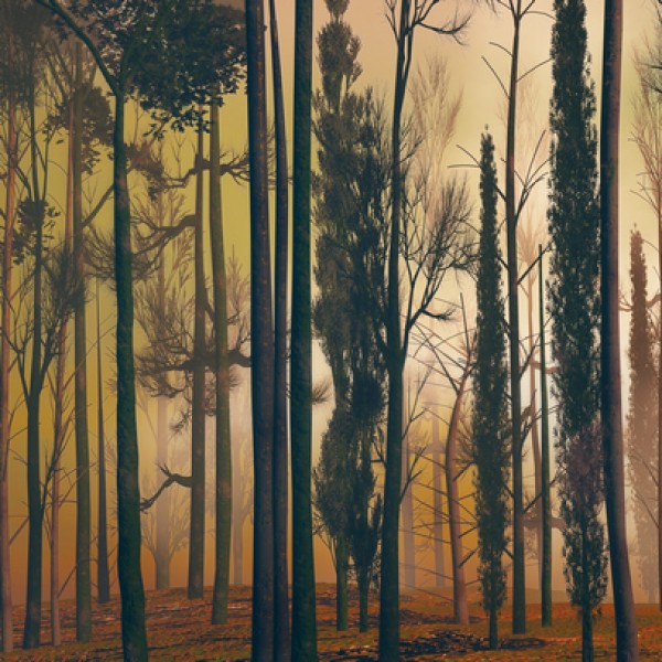 LS-ДЕРЕВЬЯ-11