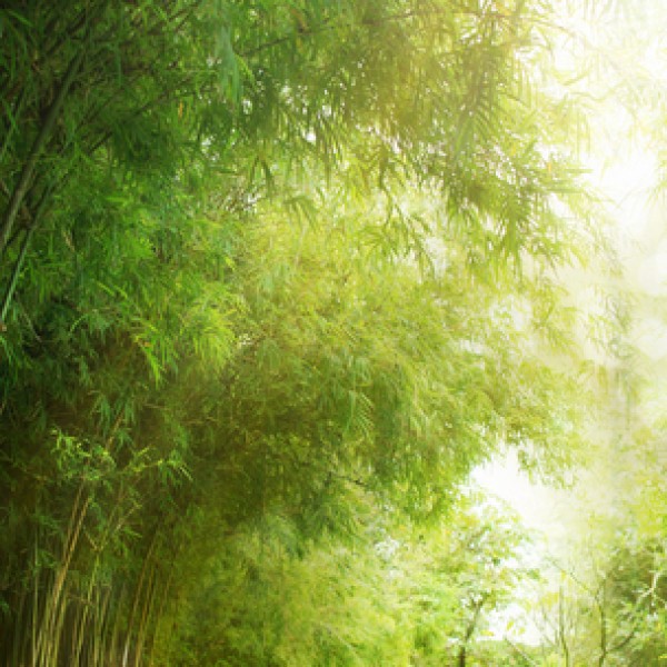 LS-ДЕРЕВЬЯ-12