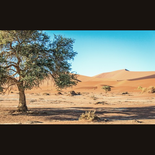 LS-ДЕРЕВЬЯ-17