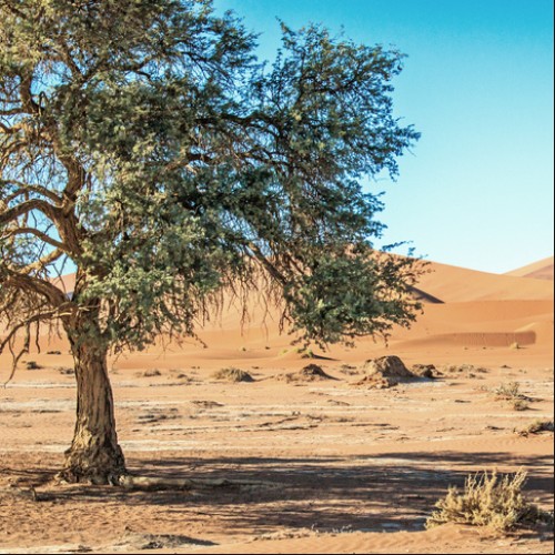 LS-ДЕРЕВЬЯ-17