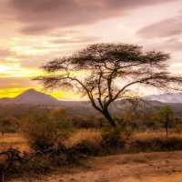 LS-ДЕРЕВЬЯ-18