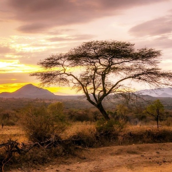 LS-ДЕРЕВЬЯ-18