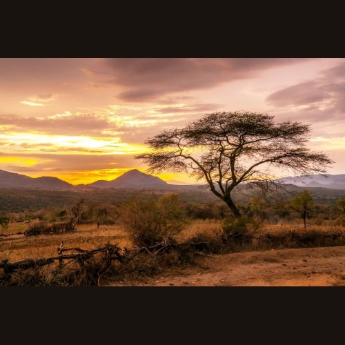 LS-ДЕРЕВЬЯ-18