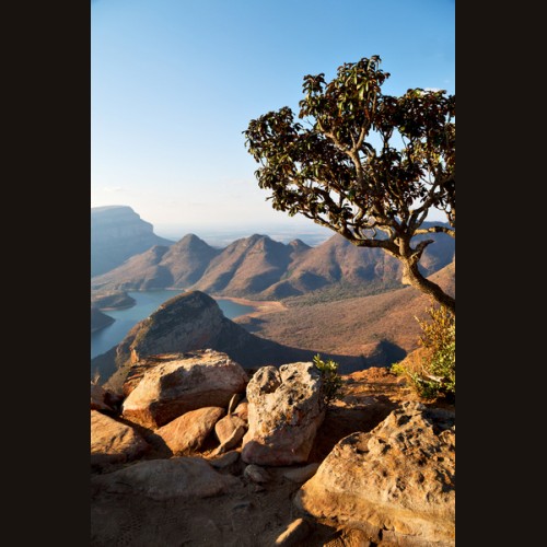 LS-ДЕРЕВЬЯ-19