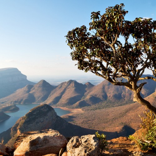 LS-ДЕРЕВЬЯ-19