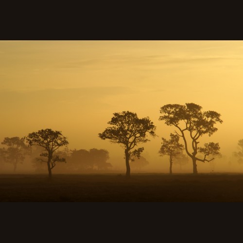 LS-ДЕРЕВЬЯ-23