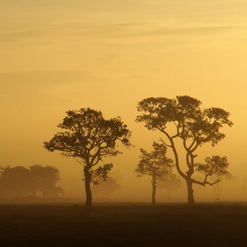 LS-ДЕРЕВЬЯ-23