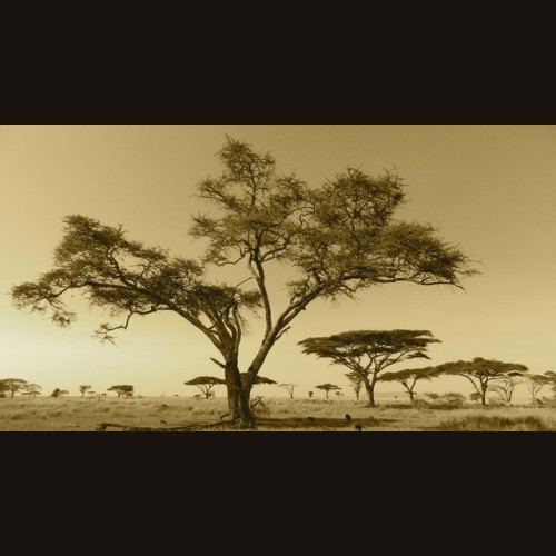 LS-ДЕРЕВЬЯ-25