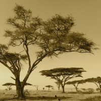 LS-ДЕРЕВЬЯ-25