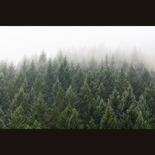 LS-ДЕРЕВЬЯ-31