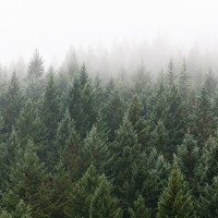 LS-ДЕРЕВЬЯ-31