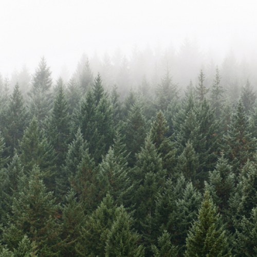 LS-ДЕРЕВЬЯ-31