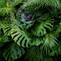 LS-ТРОПИКИ-35art81