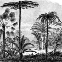  LS-ТРОПИКИ-14