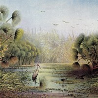 LS-ТРОПИКИ-17