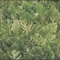 LS-ТРОПИКИ-33